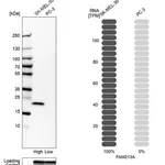 Merck Anti-FAM213A antibody produced in rabbit