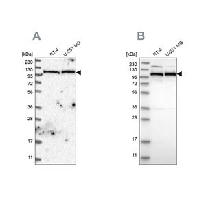 Merck Anti-IARS2 antibody produced in rabbit