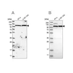 Merck Anti-IARS2 antibody produced in rabbit