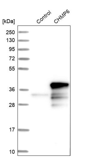 Merck Anti-CHMP6 antibody produced in rabbit