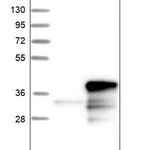 Merck Anti-CHMP6 antibody produced in rabbit