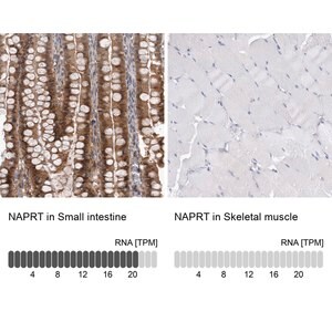 Merck Anti-NAPRT antibody produced in rabbit
