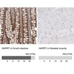 Merck Anti-NAPRT antibody produced in rabbit