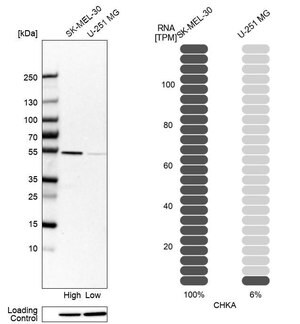Merck Anti-CHKA antibody produced in rabbit