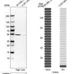 Merck Anti-CHKA antibody produced in rabbit