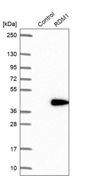 Merck Anti-RDM1 antibody produced in rabbit