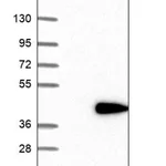 Merck Anti-RDM1 antibody produced in rabbit