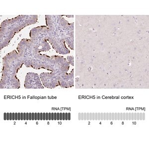 Merck Anti-ERICH5 antibody produced in rabbit