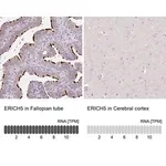 Merck Anti-ERICH5 antibody produced in rabbit