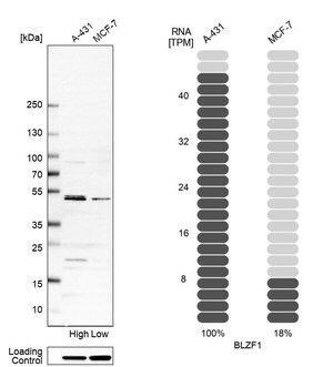 Merck Anti-BLZF1 antibody produced in rabbit