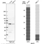 Merck Anti-BLZF1 antibody produced in rabbit