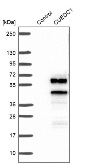 Merck Anti-CUEDC1 antibody produced in rabbit