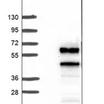 Merck Anti-CUEDC1 antibody produced in rabbit