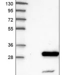 Merck Anti-NXT2 antibody produced in rabbit