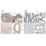 Merck Anti-GATAD2A antibody produced in rabbit