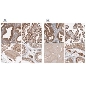 Merck Anti-KYAT3 antibody produced in rabbit