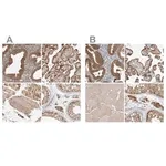 Merck Anti-KYAT3 antibody produced in rabbit