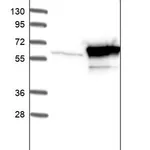 Merck Anti-TBCE antibody produced in rabbit