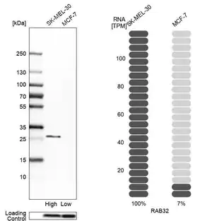 Merck Anti-RAB32 antibody produced in rabbit