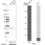 Merck Anti-RAB32 antibody produced in rabbit