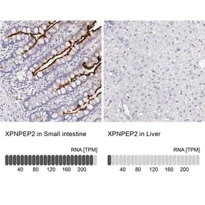 Merck Anti-XPNPEP2 antibody produced in rabbit