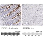 Merck Anti-XPNPEP2 antibody produced in rabbit