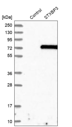 Merck Anti-STXBP3 antibody produced in rabbit