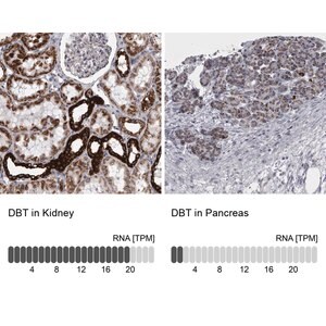 Merck Anti-DBT antibody produced in rabbit