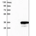 Merck Anti-GINS4 antibody produced in rabbit