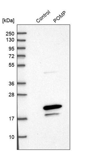 Merck Anti-POMP antibody produced in rabbit