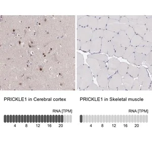 Merck Anti-PRICKLE1 antibody produced in rabbit