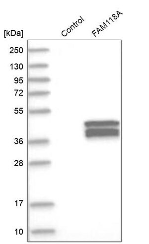 Merck Anti-FAM118A antibody produced in rabbit