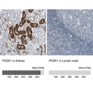 Merck Anti-PDZK1 antibody produced in rabbit