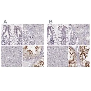 Merck Anti-PBK antibody produced in rabbit