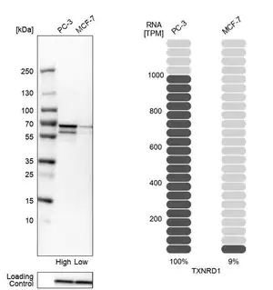 Merck Anti-TXNRD1 antibody produced in rabbit