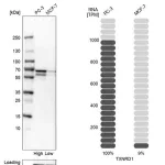 Merck Anti-TXNRD1 antibody produced in rabbit