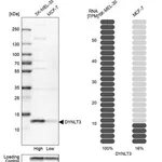 Merck Anti-DYNLT3 antibody produced in rabbit