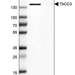Merck Anti-TACC3 antibody produced in rabbit