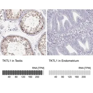 Merck Anti-TKTL1 antibody produced in rabbit