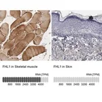 Merck Anti-FHL1 antibody produced in rabbit