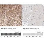 Merck Anti-ABCB1 antibody produced in rabbit