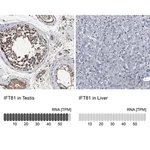 Merck Anti-IFT81 antibody produced in rabbit
