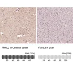 Merck Anti-FMNL2 antibody produced in rabbit