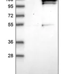 Merck Anti-CCDC146 antibody produced in rabbit
