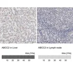 Merck Anti-ABCC2 antibody produced in rabbit