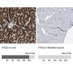 Merck Anti-FTCD antibody produced in rabbit