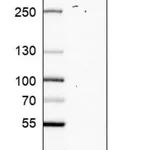 Merck Anti-NTMT1 antibody produced in rabbit
