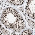 Merck Anti-RAD21 antibody produced in rabbit