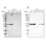Merck Anti-PPA1 antibody produced in rabbit