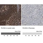 Merck Anti-PLCG2 antibody produced in rabbit